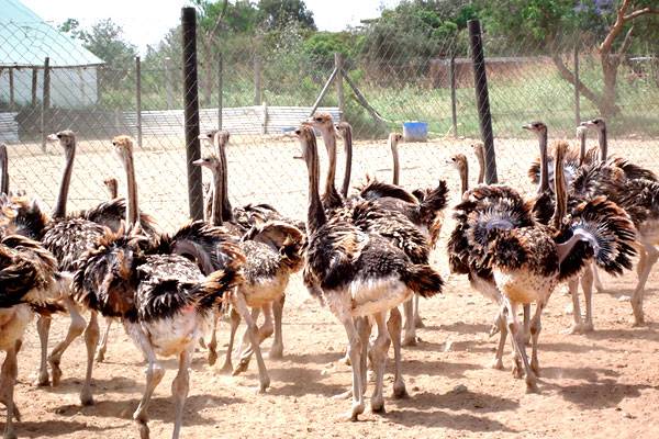 Maasai Ostrich Farm