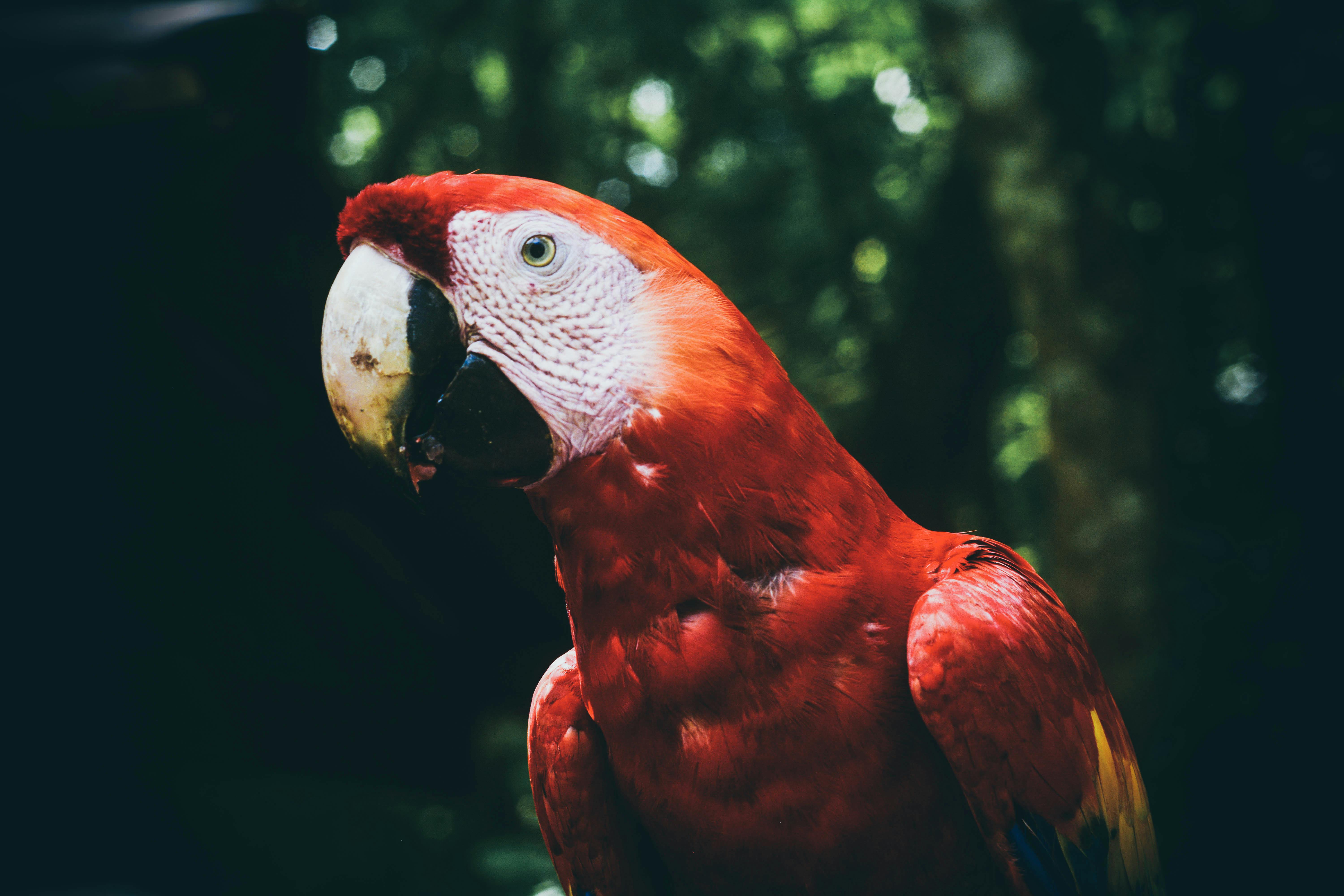 Macaw Mountain Bird Park & Nature Reserve