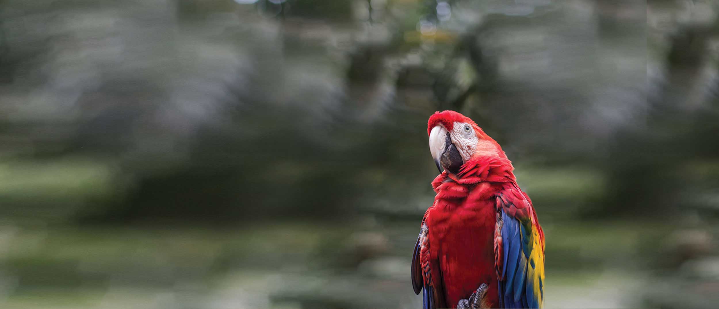 Macaw Mountain Bird Park & Nature Reserve