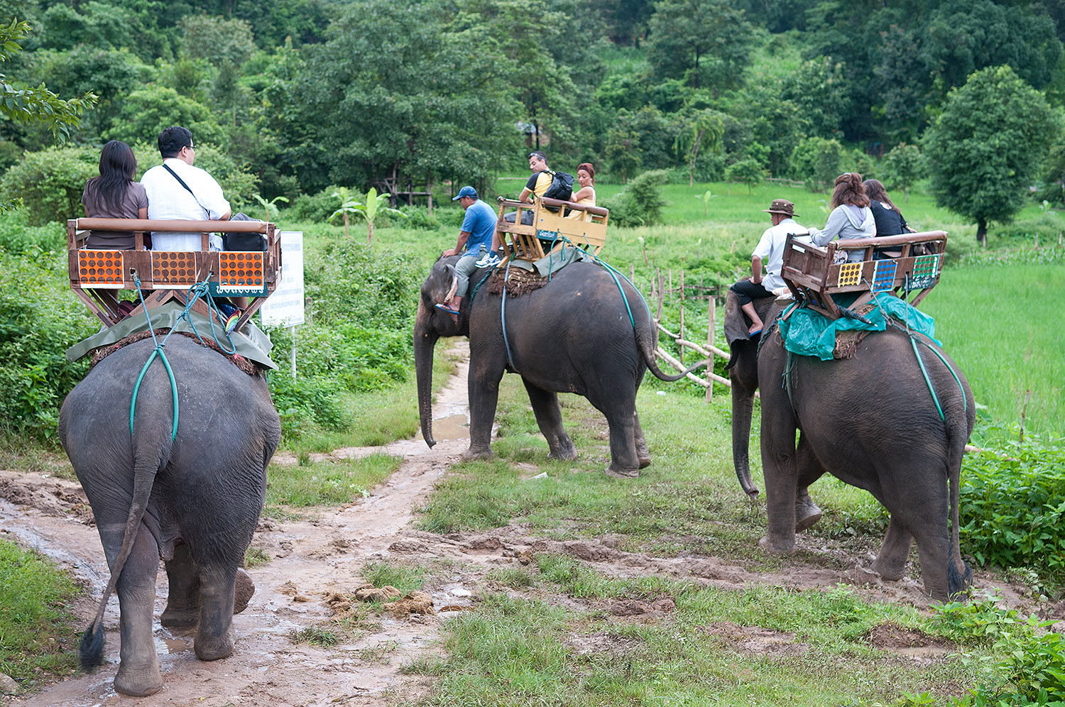 Maesa Elephant Camp