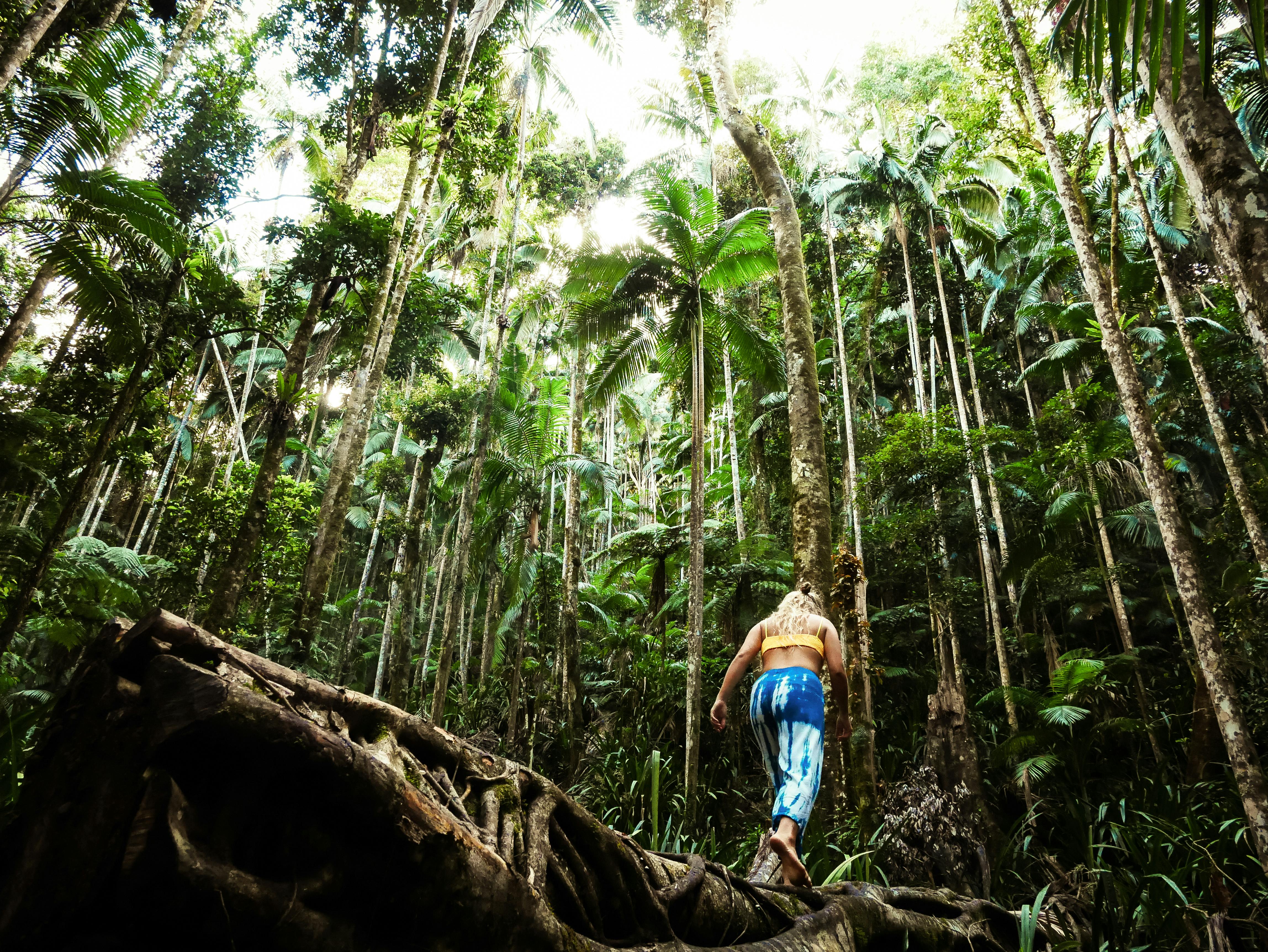 Maits Rest Rainforest Walk