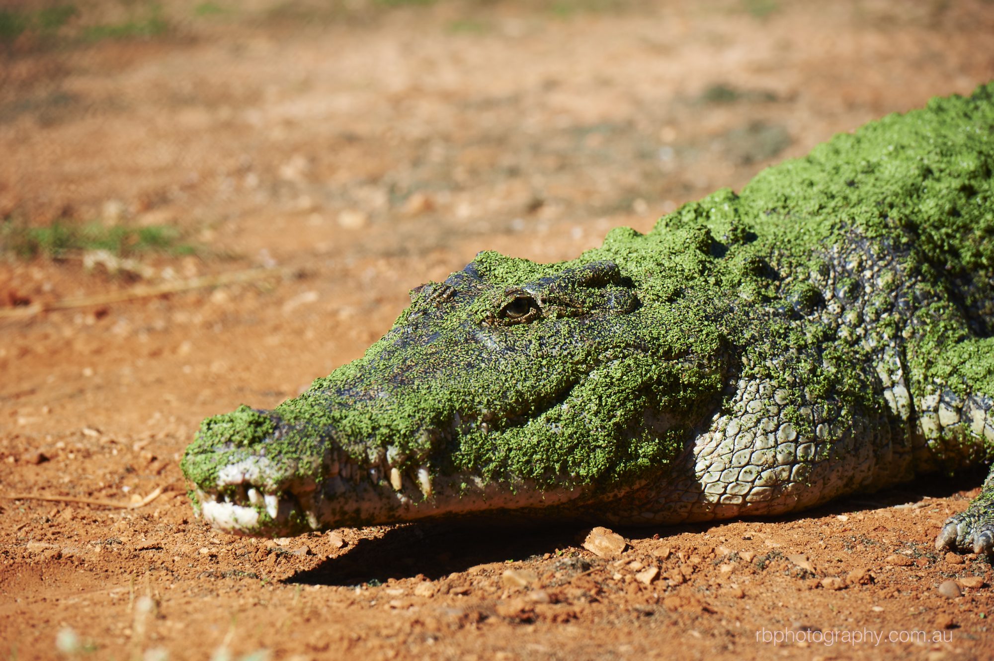 Malcolm Douglas Crocodile Park