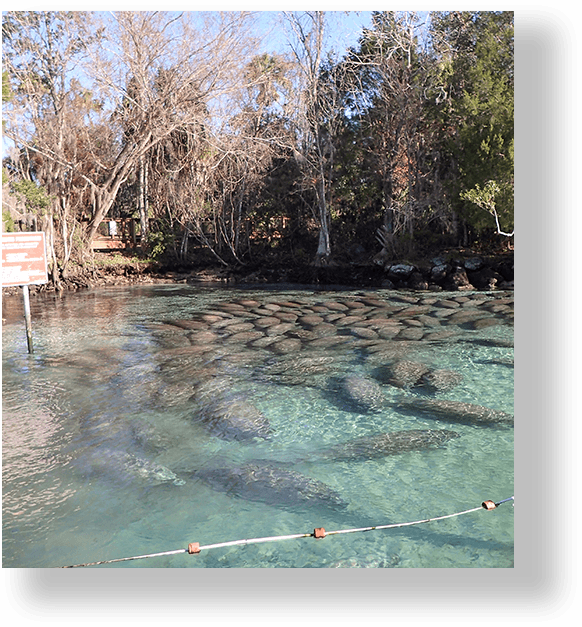 Manatee Tour and Dive Center