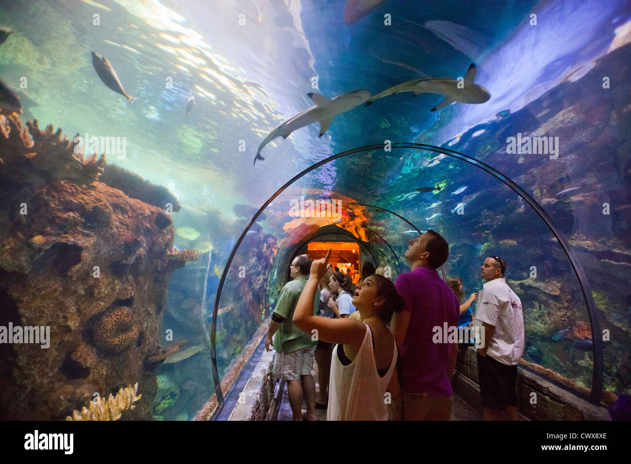 Mandalay Bay Shark Reef Aquarium