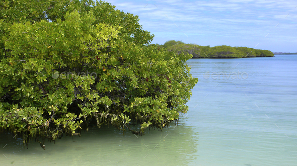 Mangrove Exploration