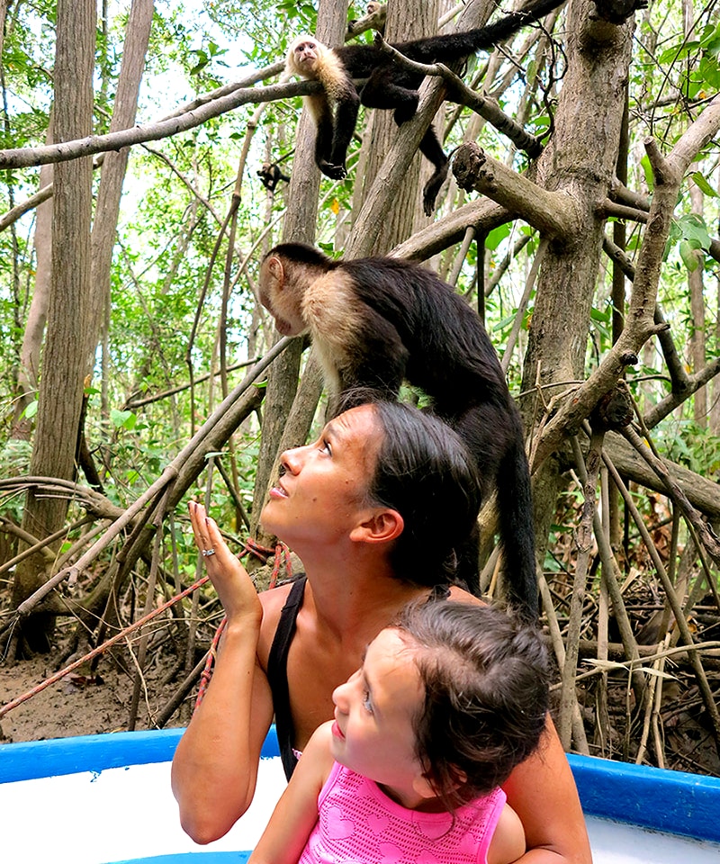 Mangrove Monkey Tour