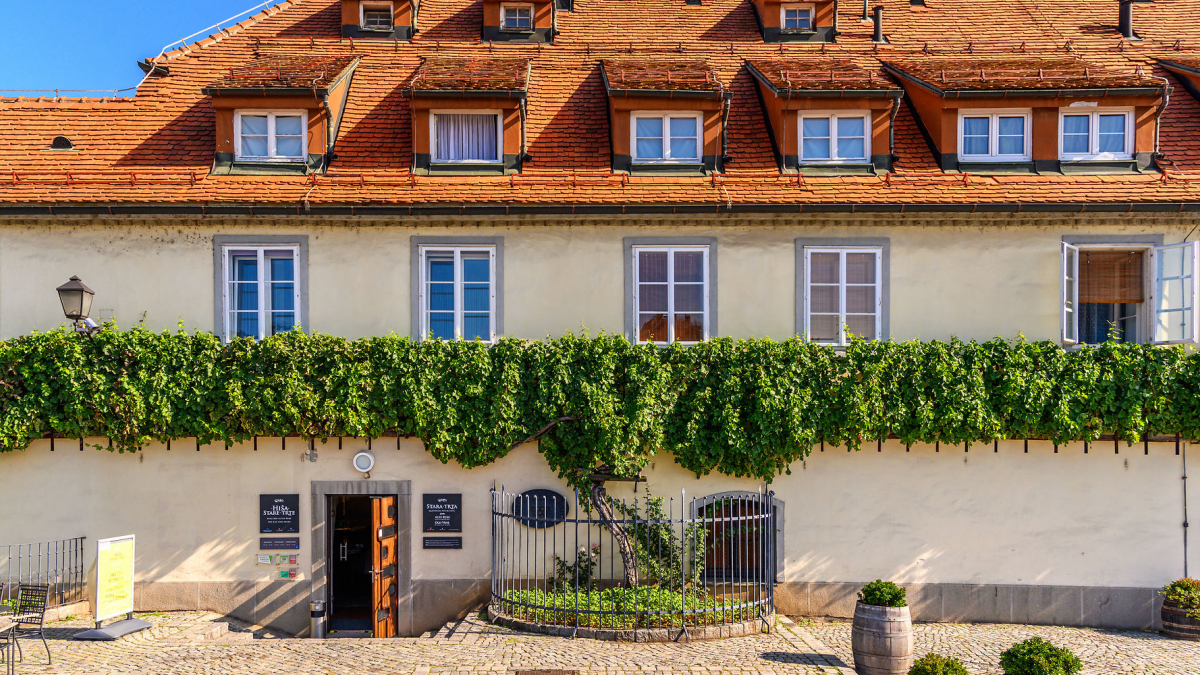 Maribor Old Vine House