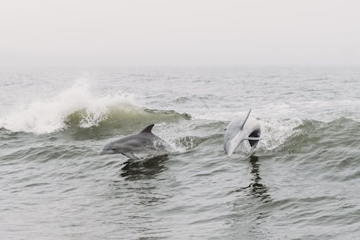 Marineland Dolphin Adventure