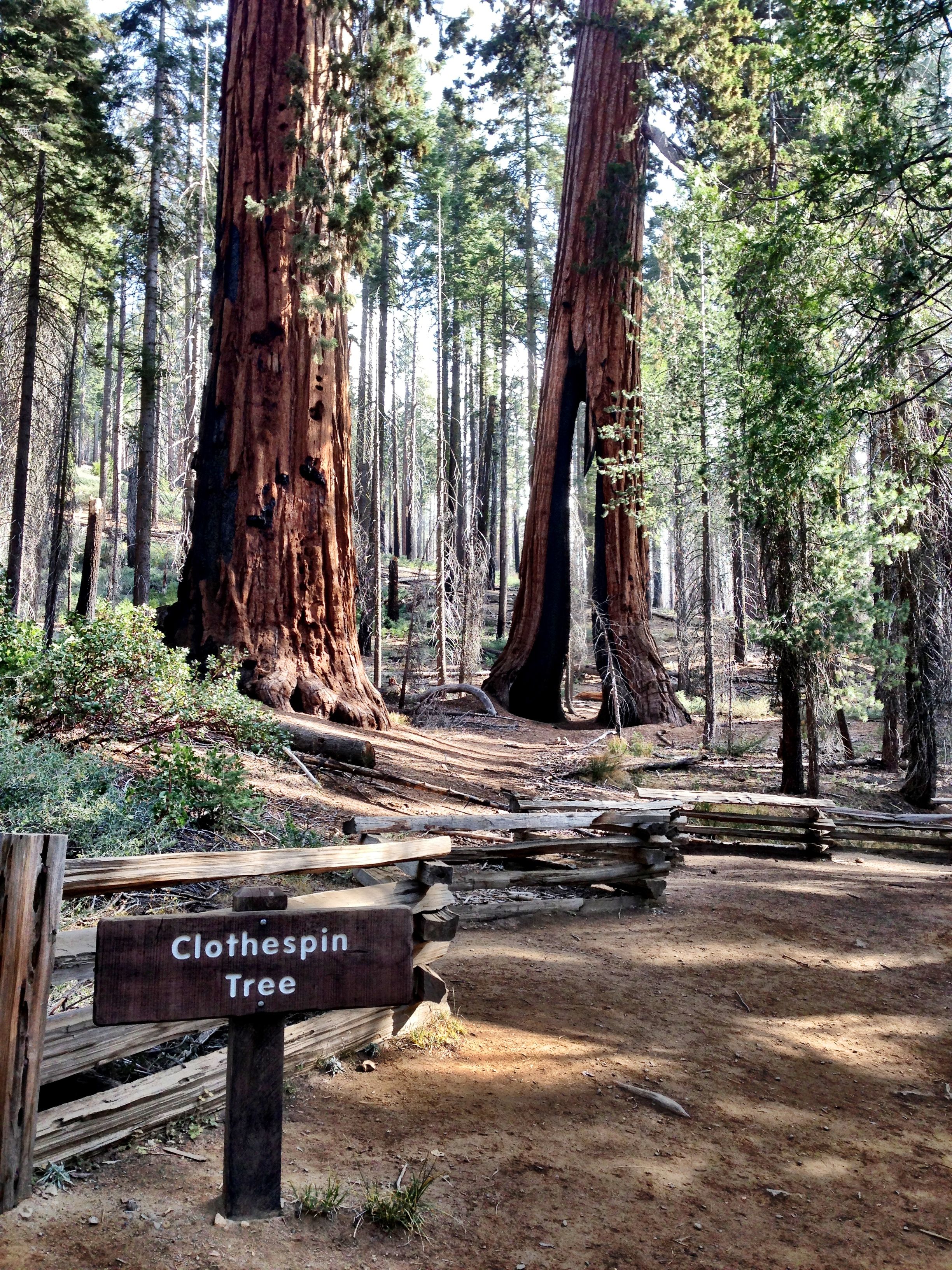 Mariposa Grove