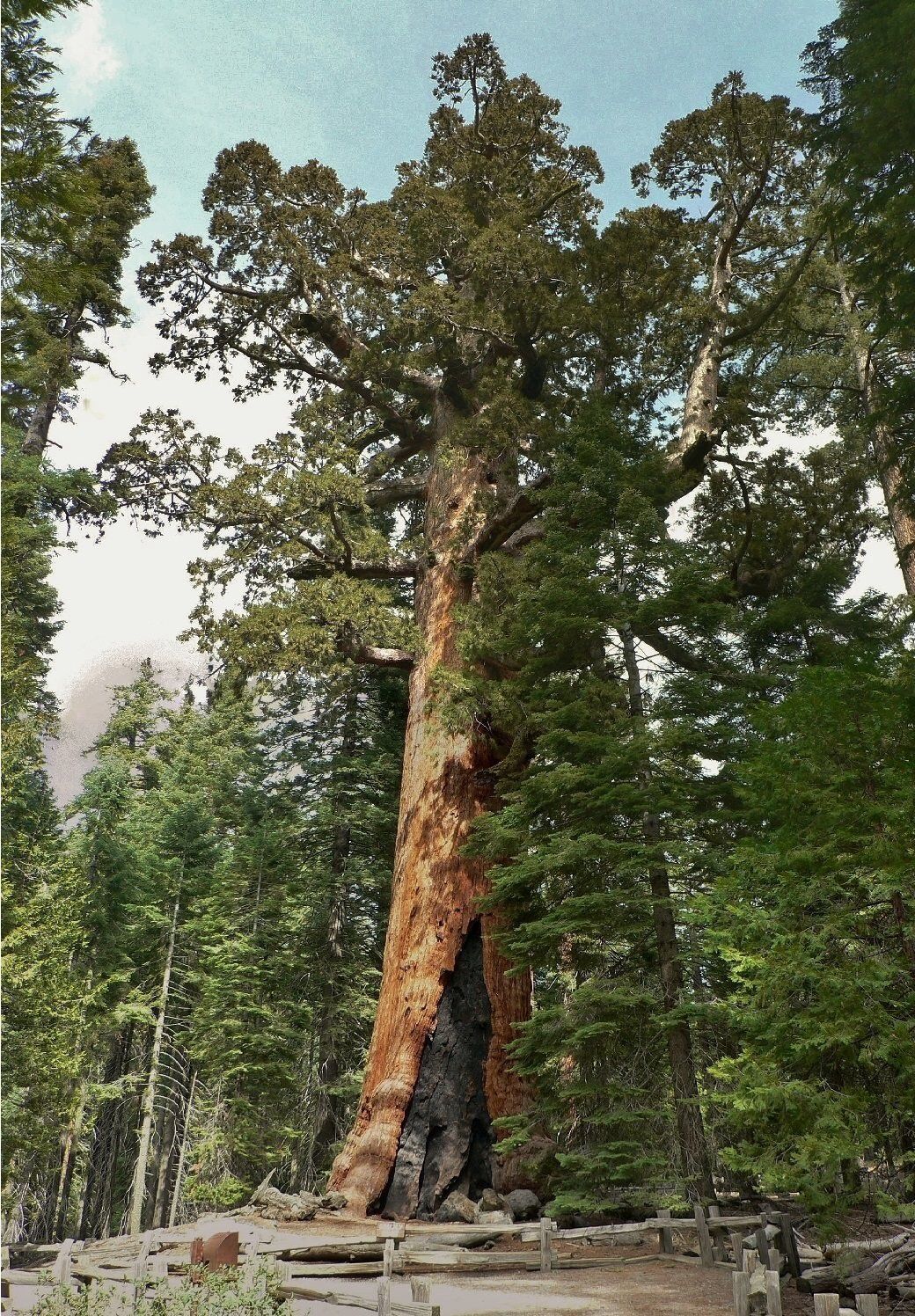 Mariposa Grove of Giant Sequoias