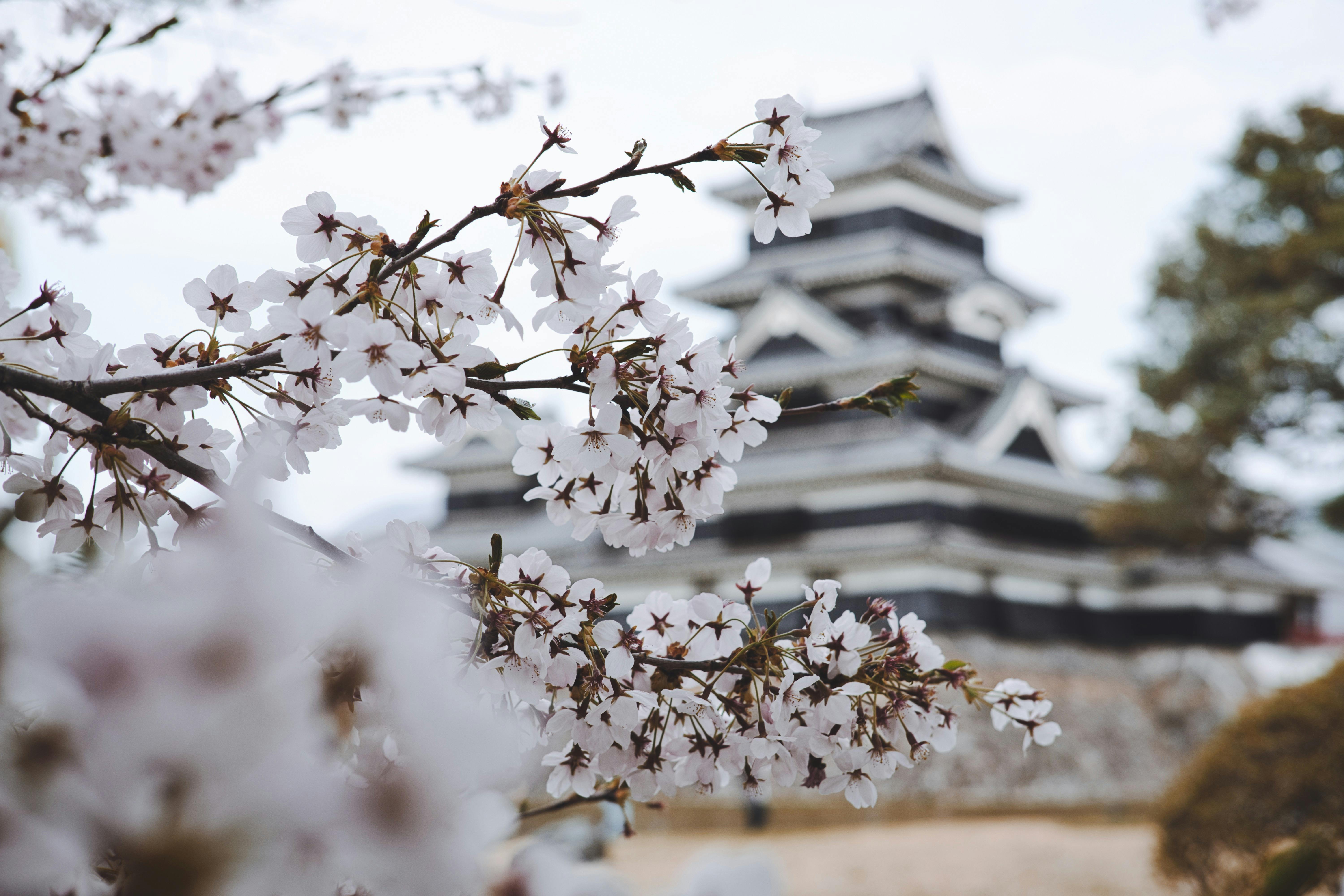 Matsumoto Castle