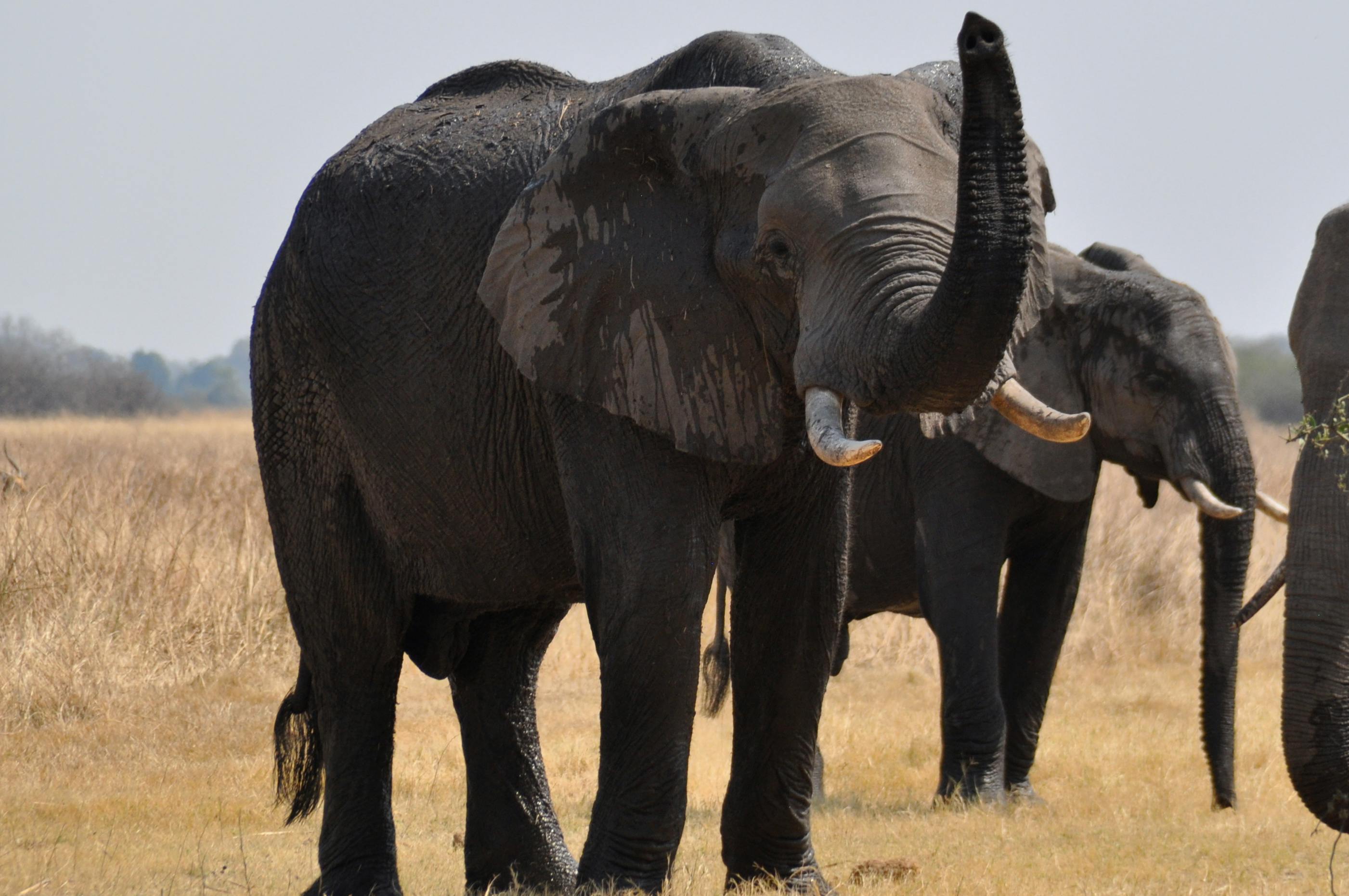 Maun Game Reserve