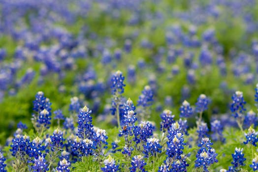 Meadow Garden