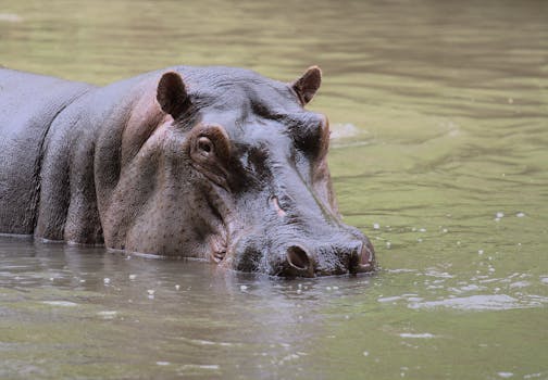 Meru National Park