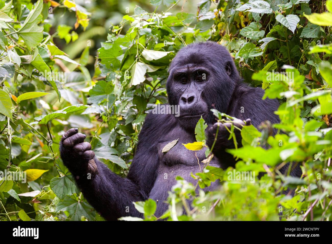 Mgahinga Gorilla National Park