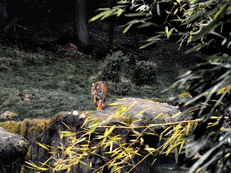 Mike the Tiger Habitat