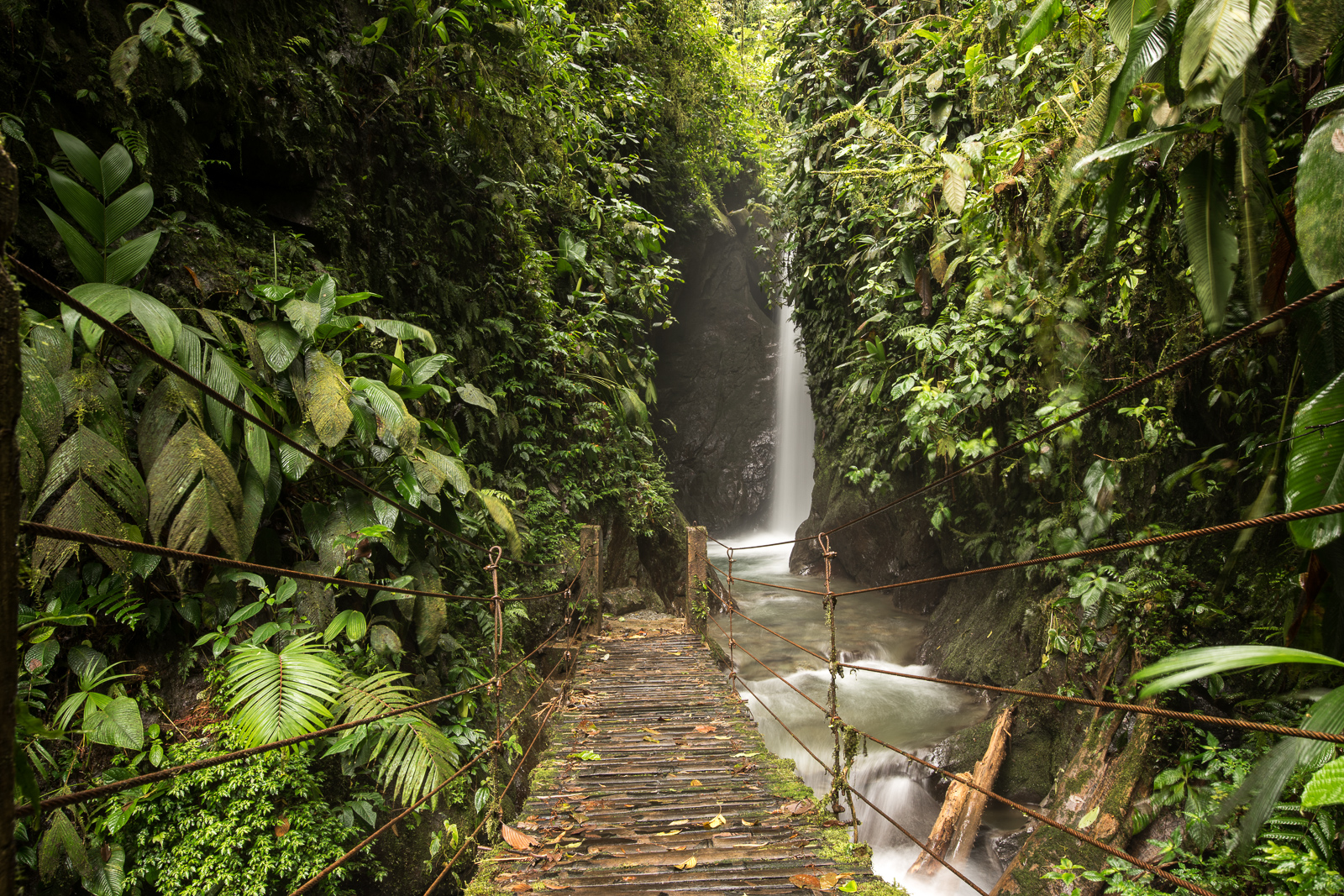 Mindo Cloud Forest