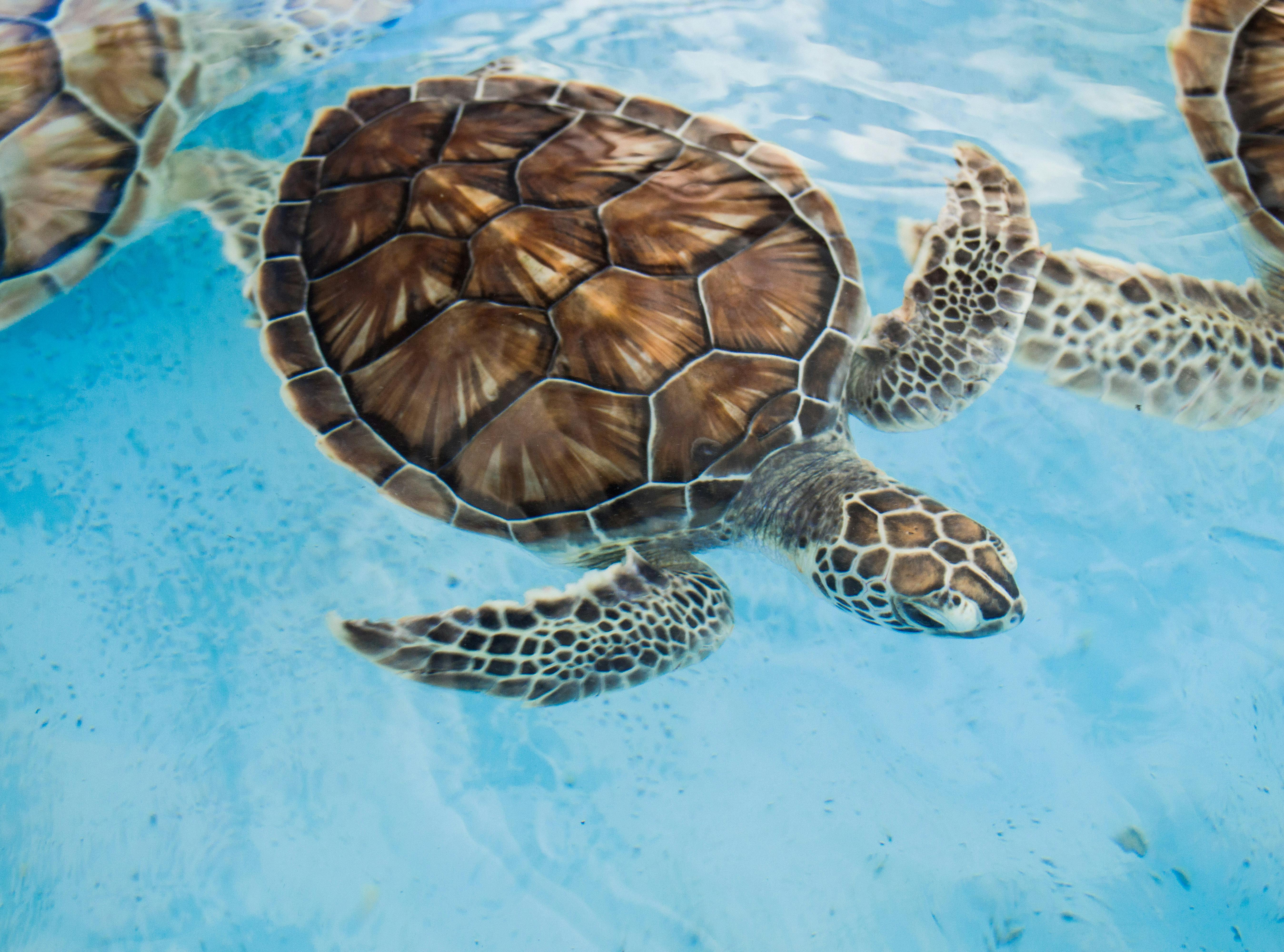 Mnarani Marine Turtles Conservation Pond