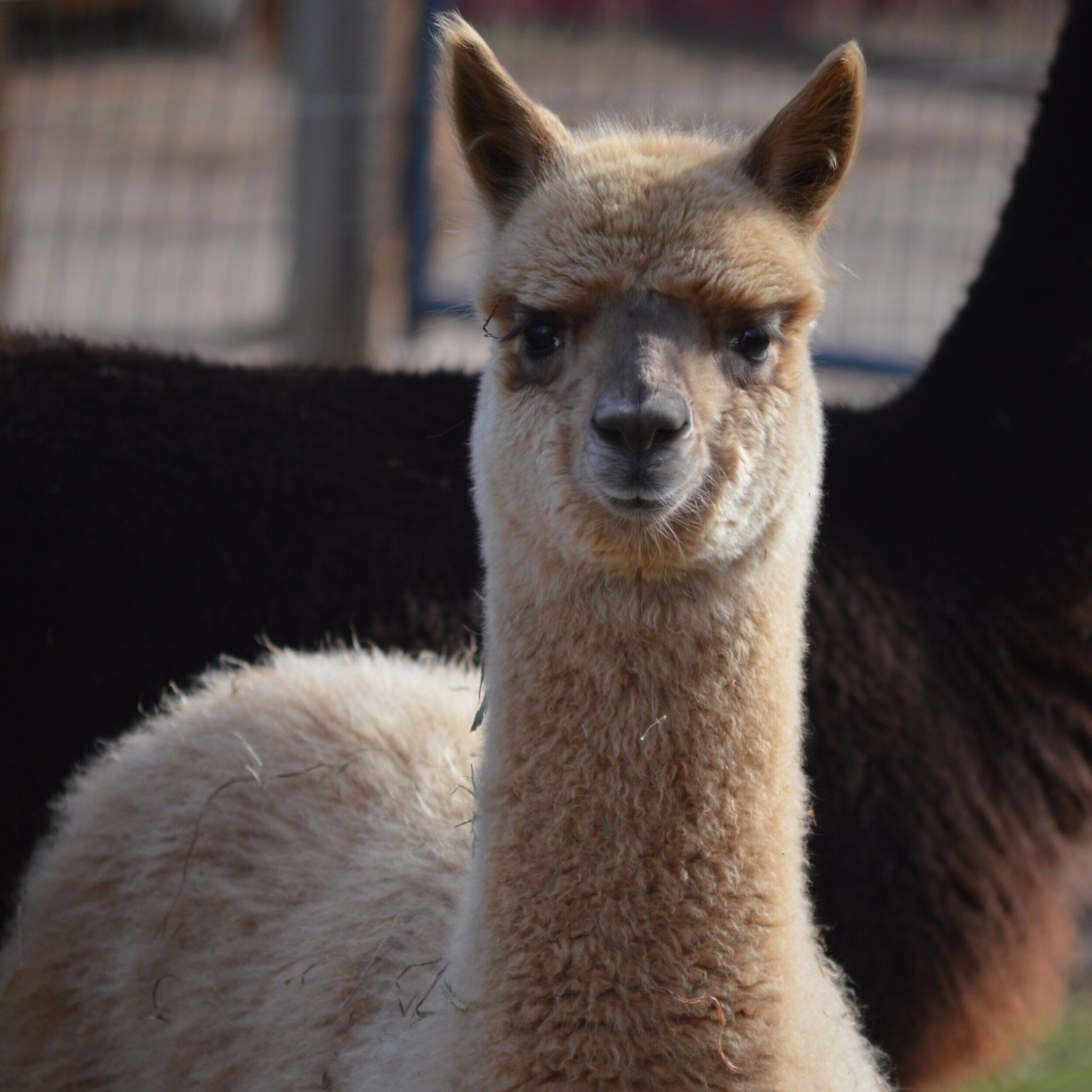 Mockingbird Ridge Alpacas