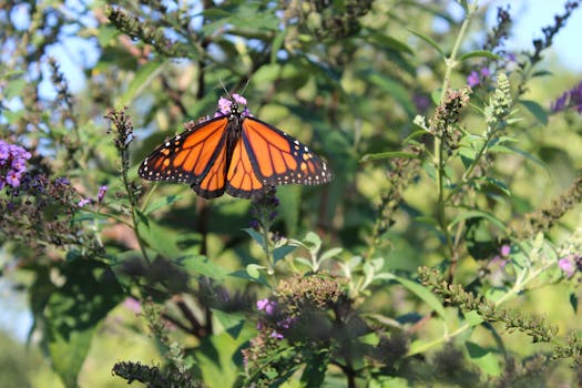 Monarch Butterfly Grove