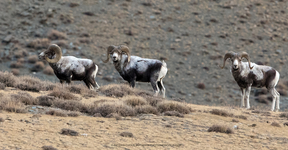 Mongolian Wildlife Conservation Center