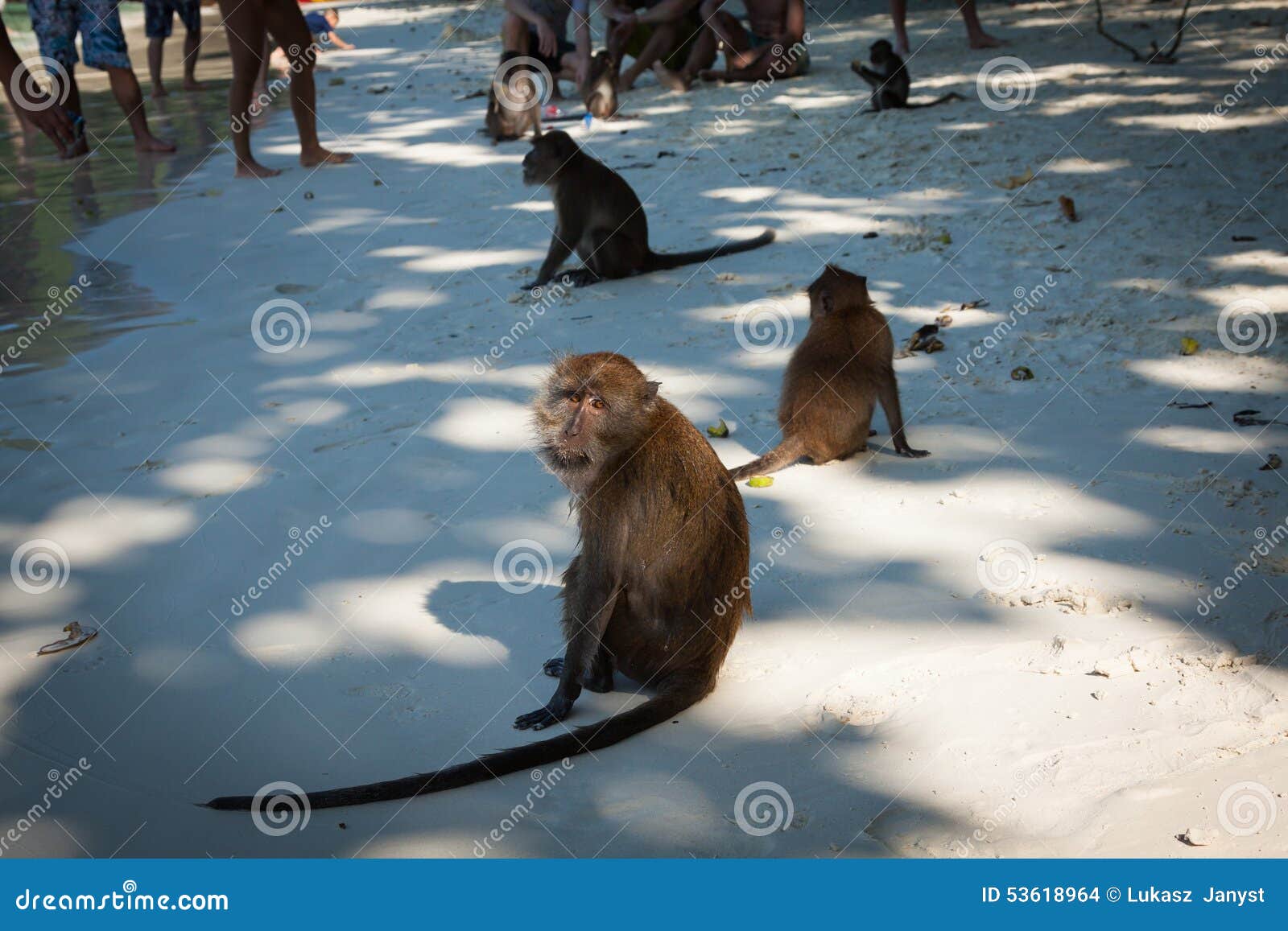 Monkey Beach