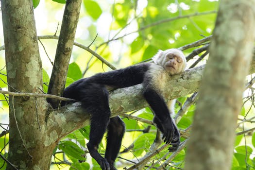 Monkey Jungle Canopy Tour