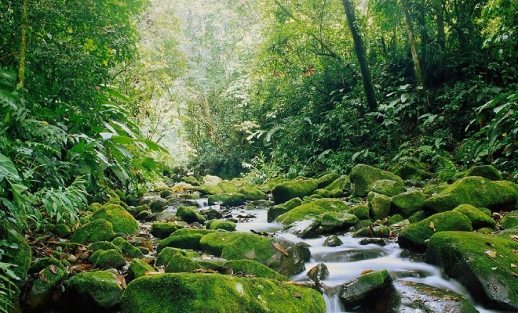 Monteverde Cloud Forest Biological Reserve