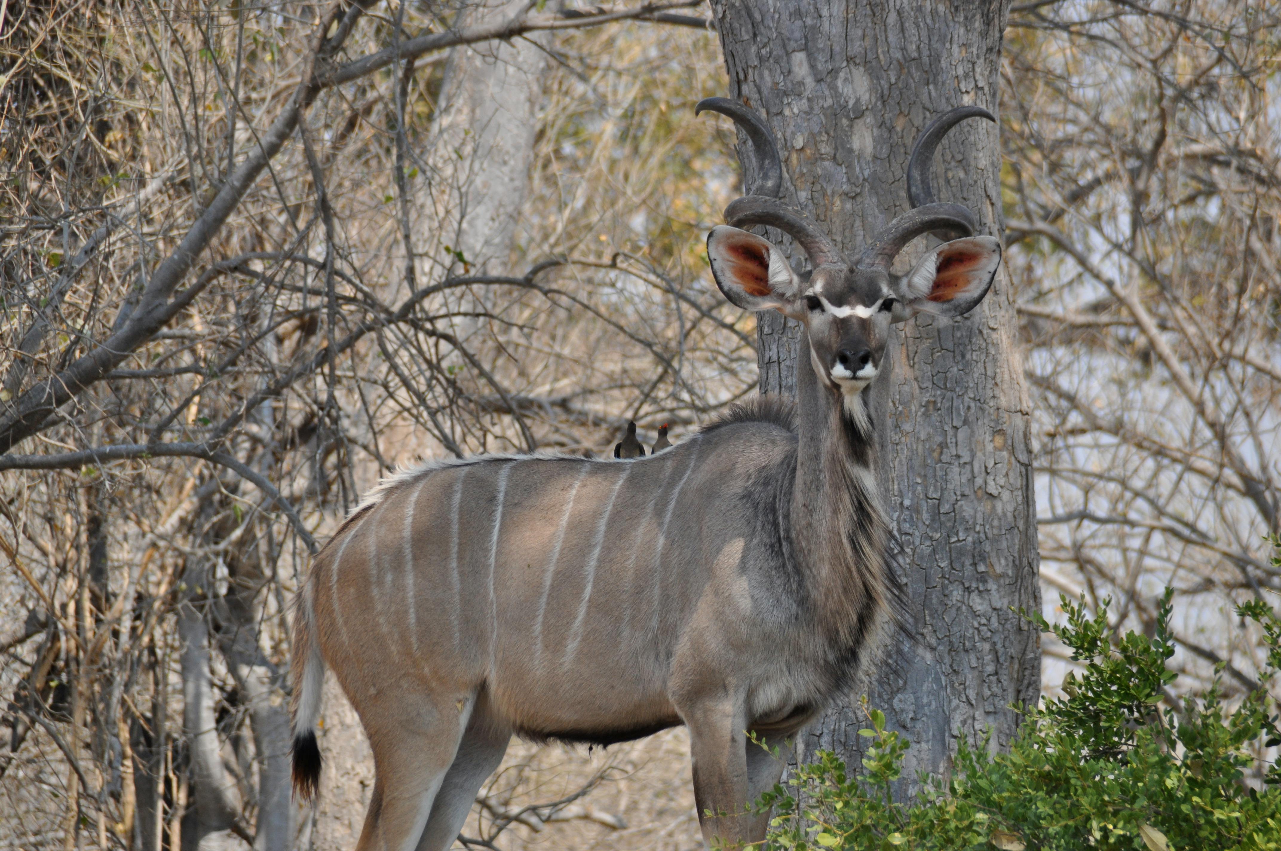 Moremi Game Reserve