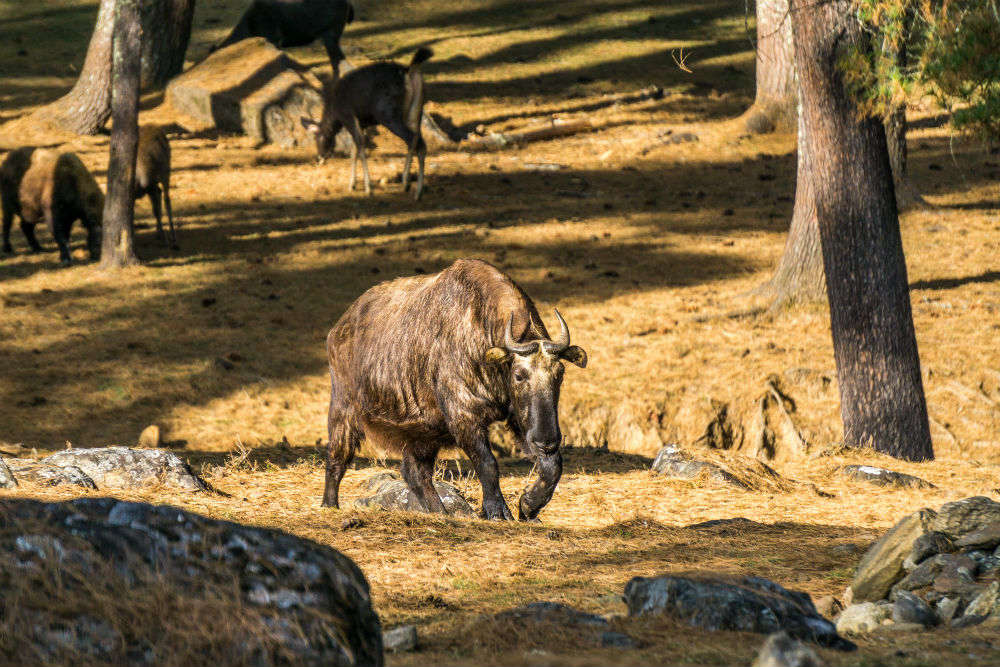 Motithang Takin Preserve