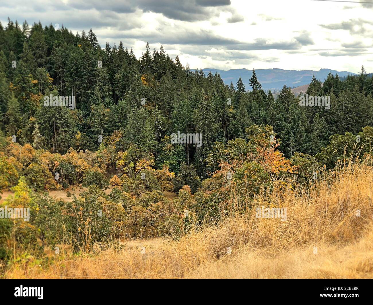 Mount Pisgah Arboretum