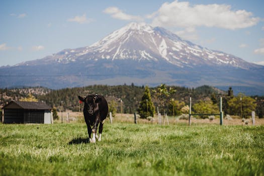 Mount Shasta