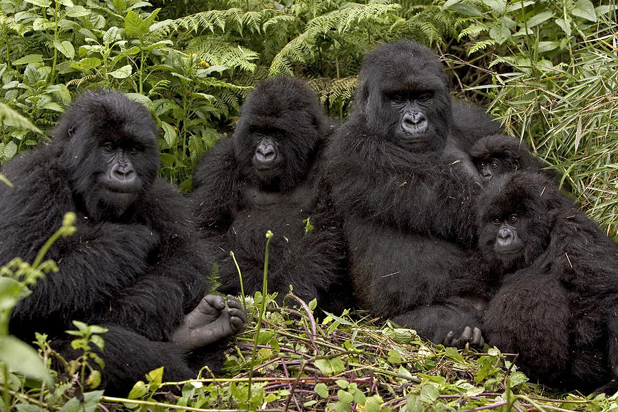 Mountain Gorilla Trekking