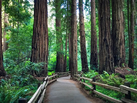 Muir Woods National Monument