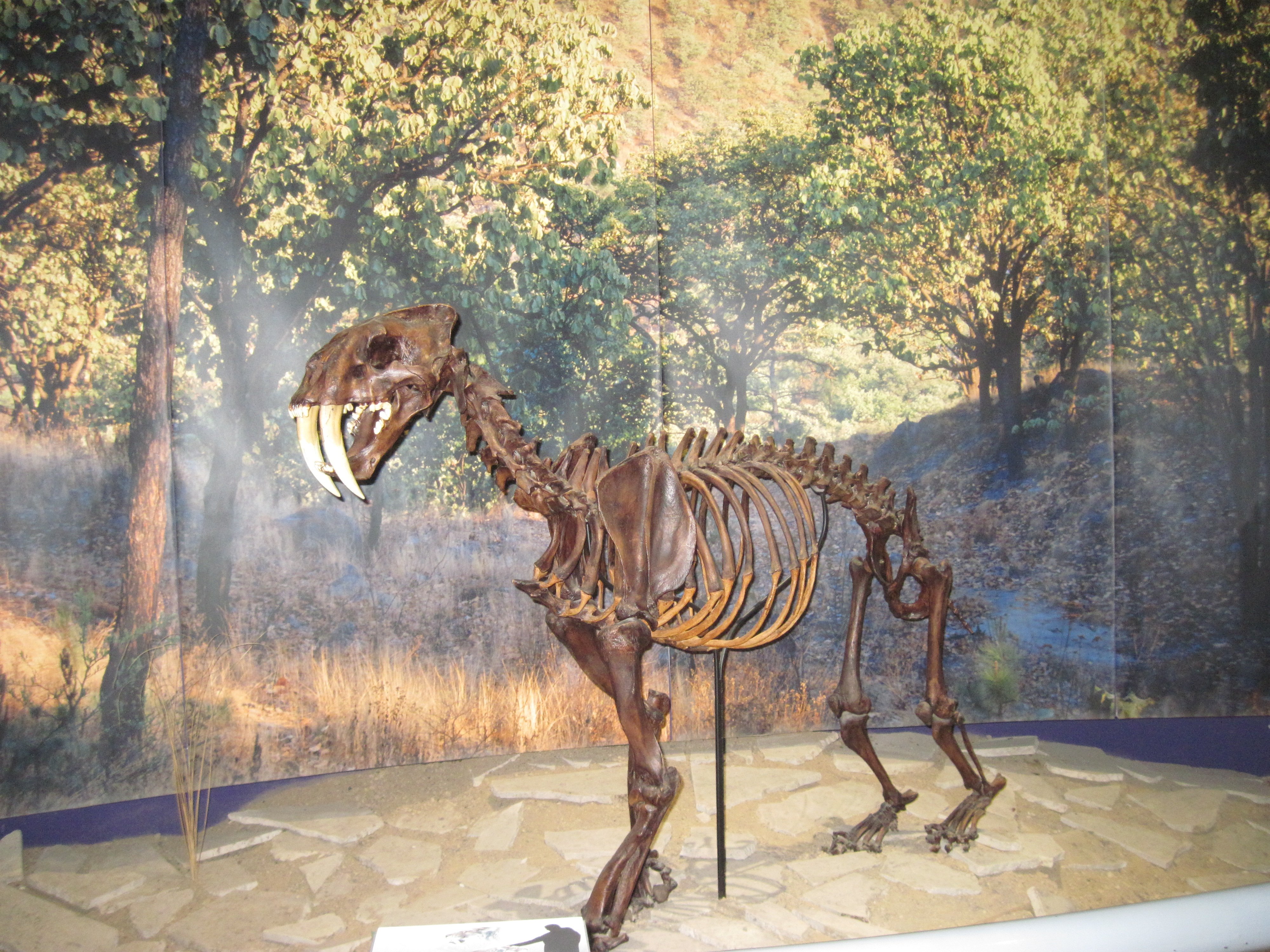 Museo Paleontológico de Calderilla