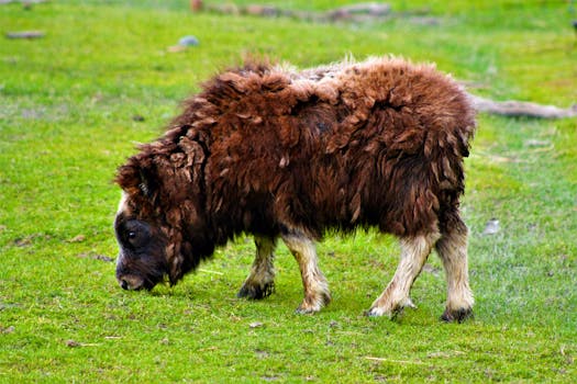 Musk Ox Spotting