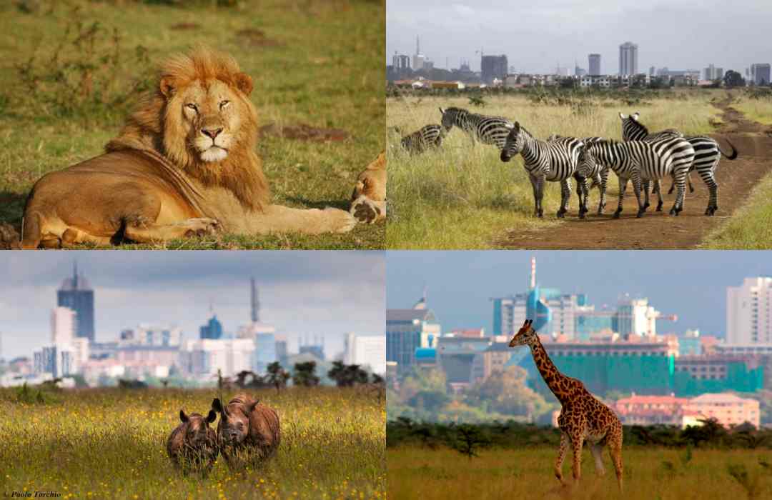 Nairobi National Park