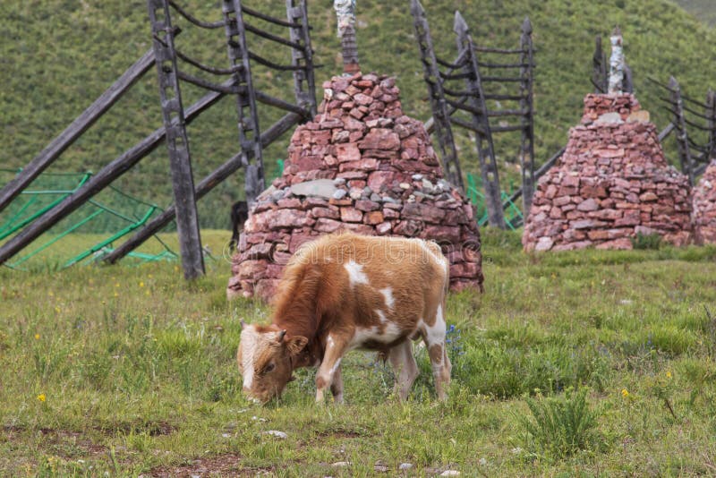 Napahai Nature Reserve