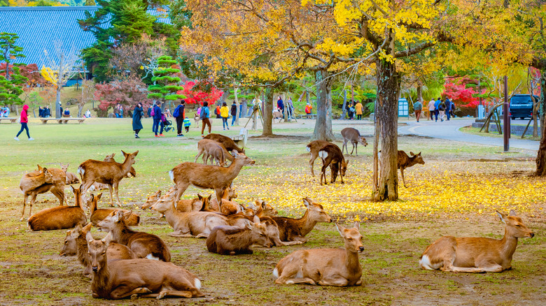 Nara Park (Deer Park)