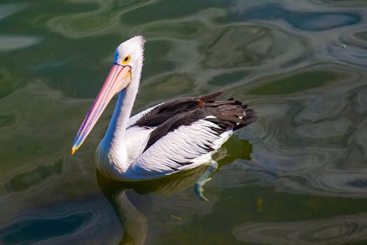 Naracoorte Swimming Lake