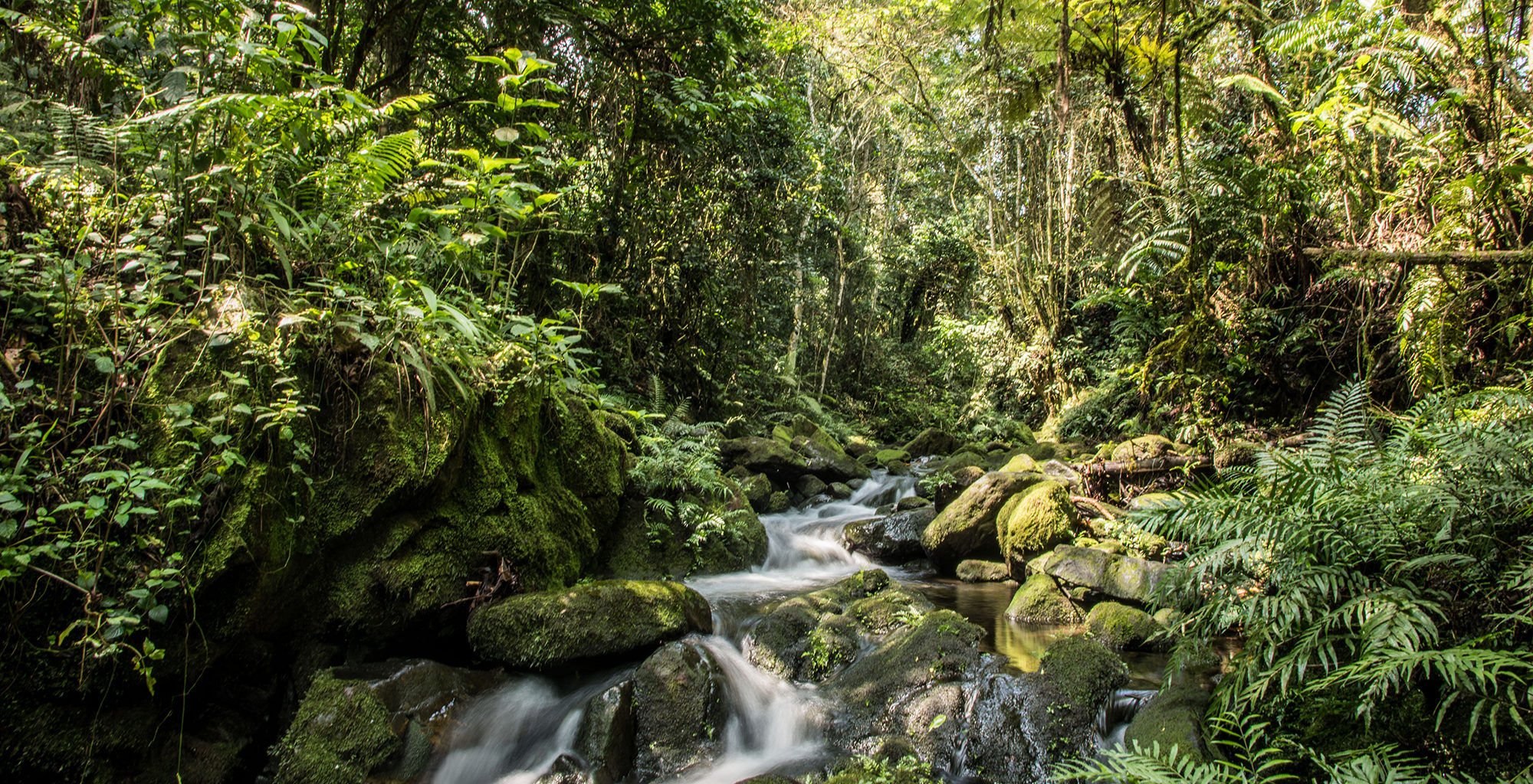 Nature Walk in Bwindi Impenetrable National Park