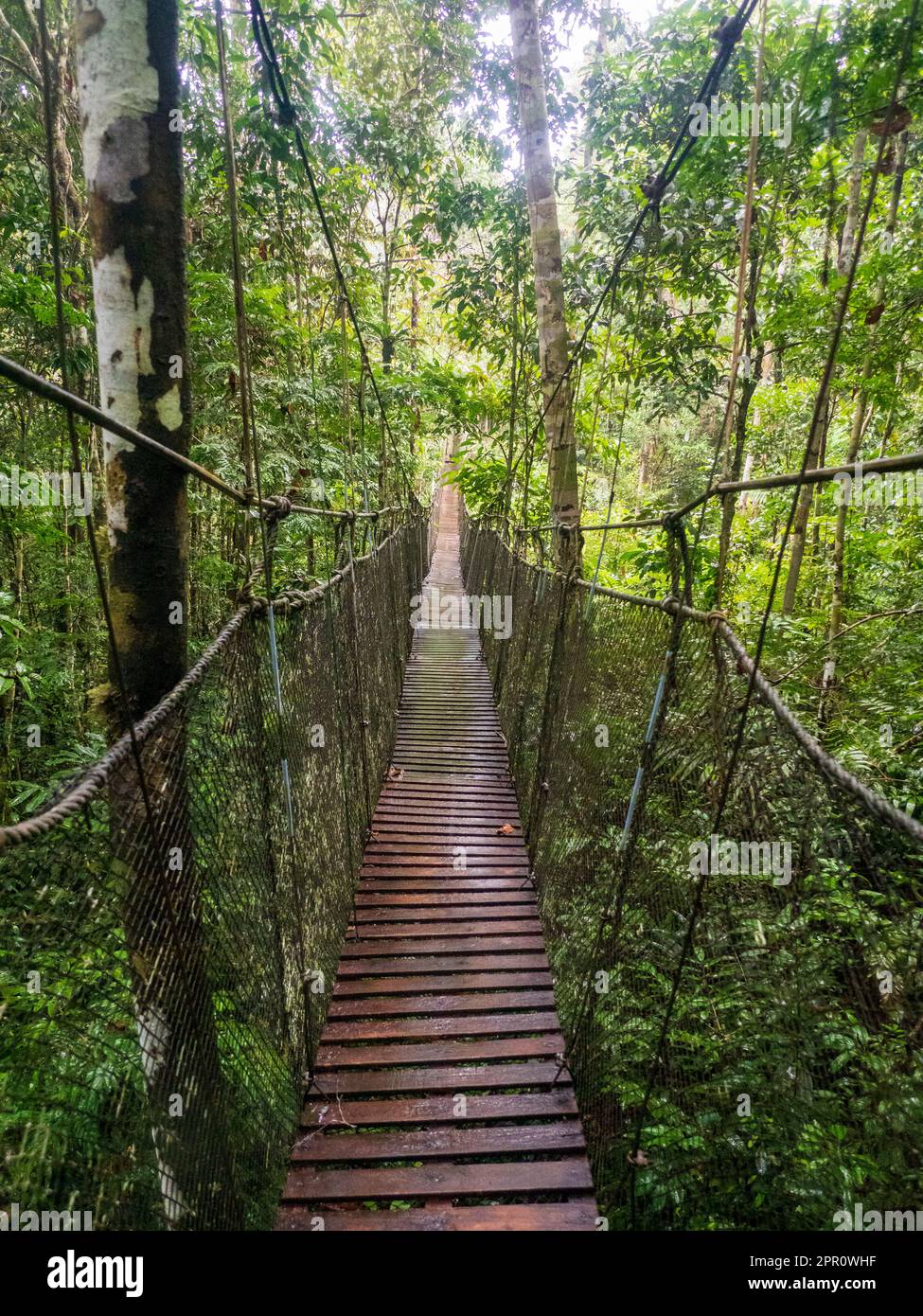 Nauta Canopy Walkway