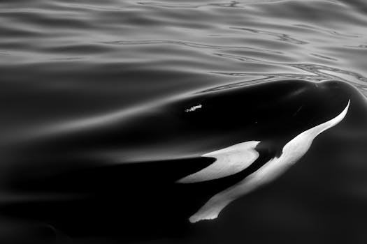 Newburyport Whale Watch