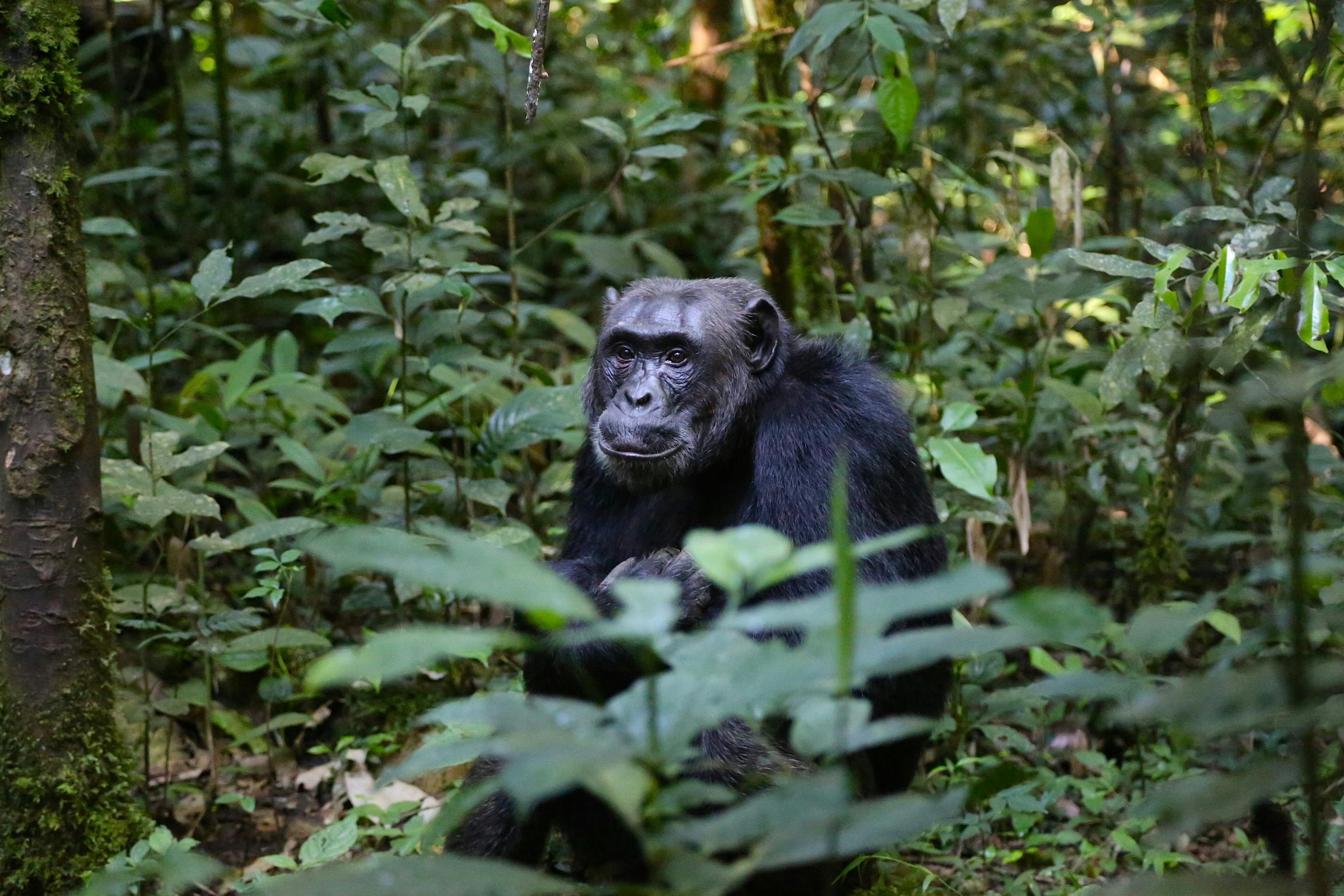 Ngamba Island Chimpanzee Sanctuary