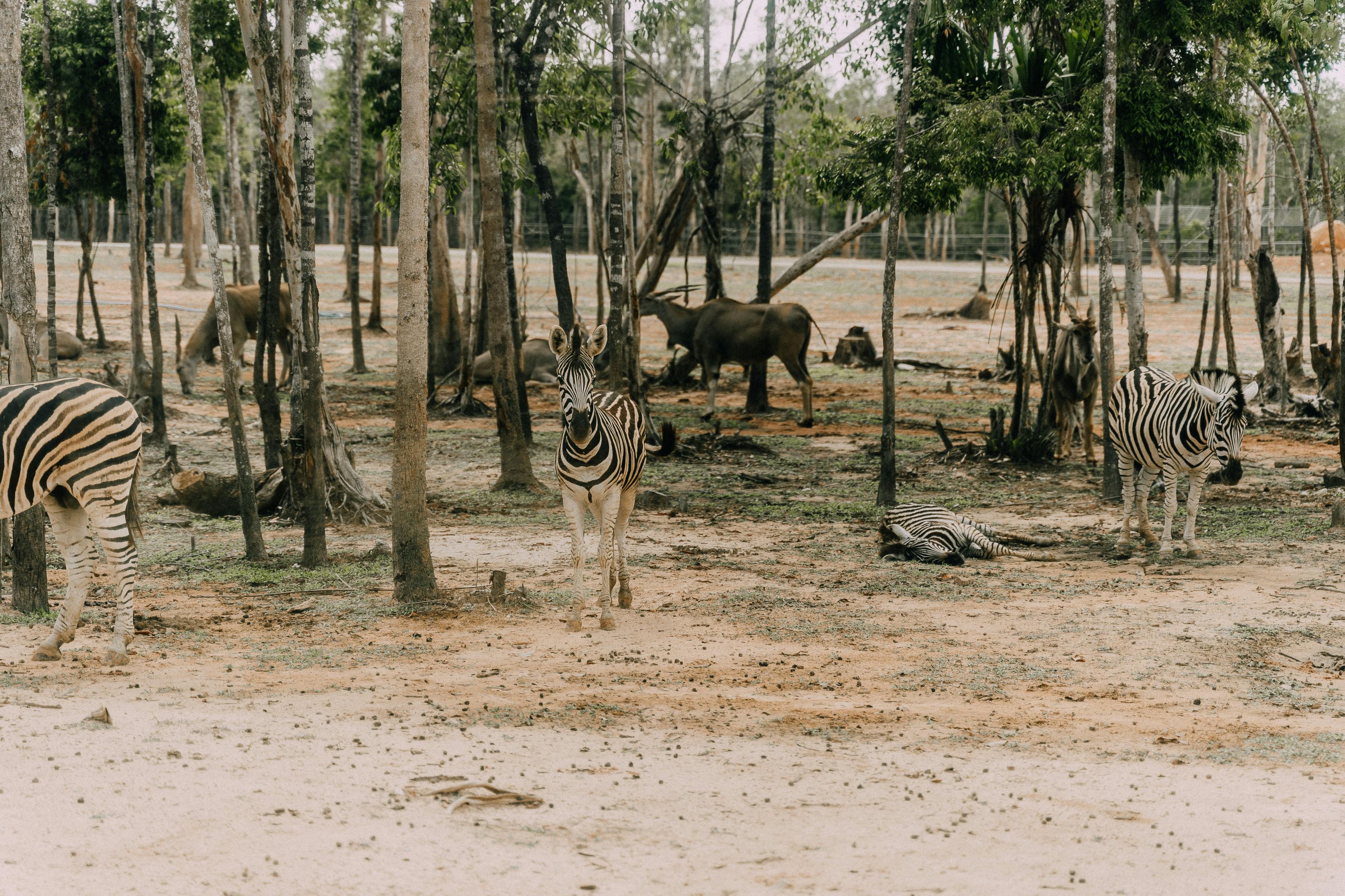 Ngezi Forest Reserve