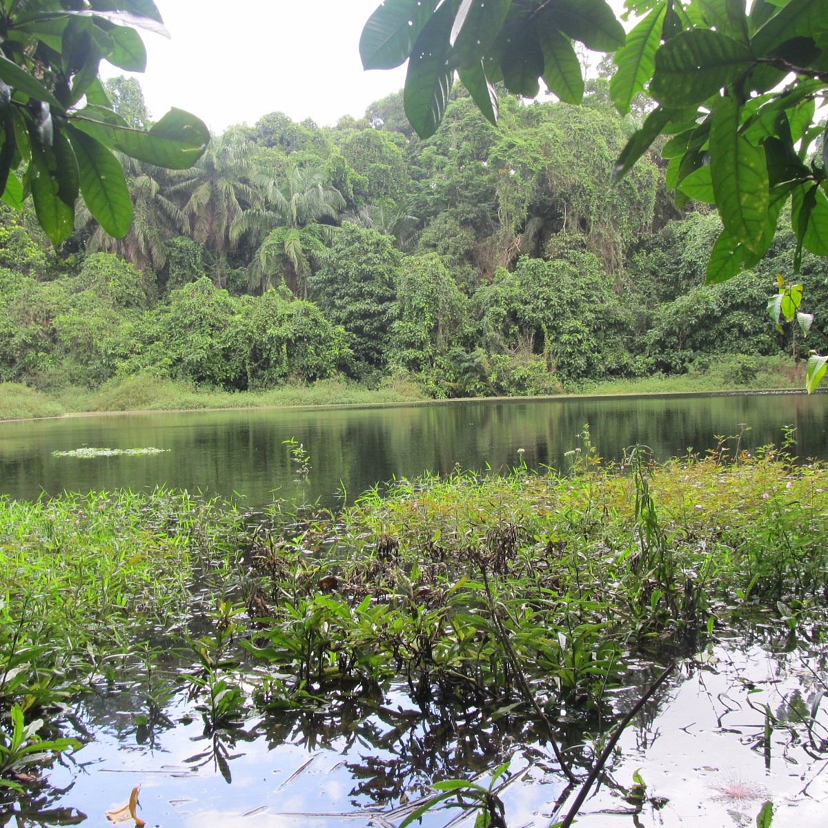 Ngezi Forest Reserve