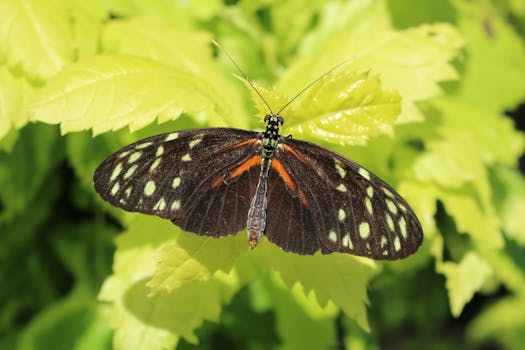 Niagara Parks Botanical Gardens & Butterfly Conservatory