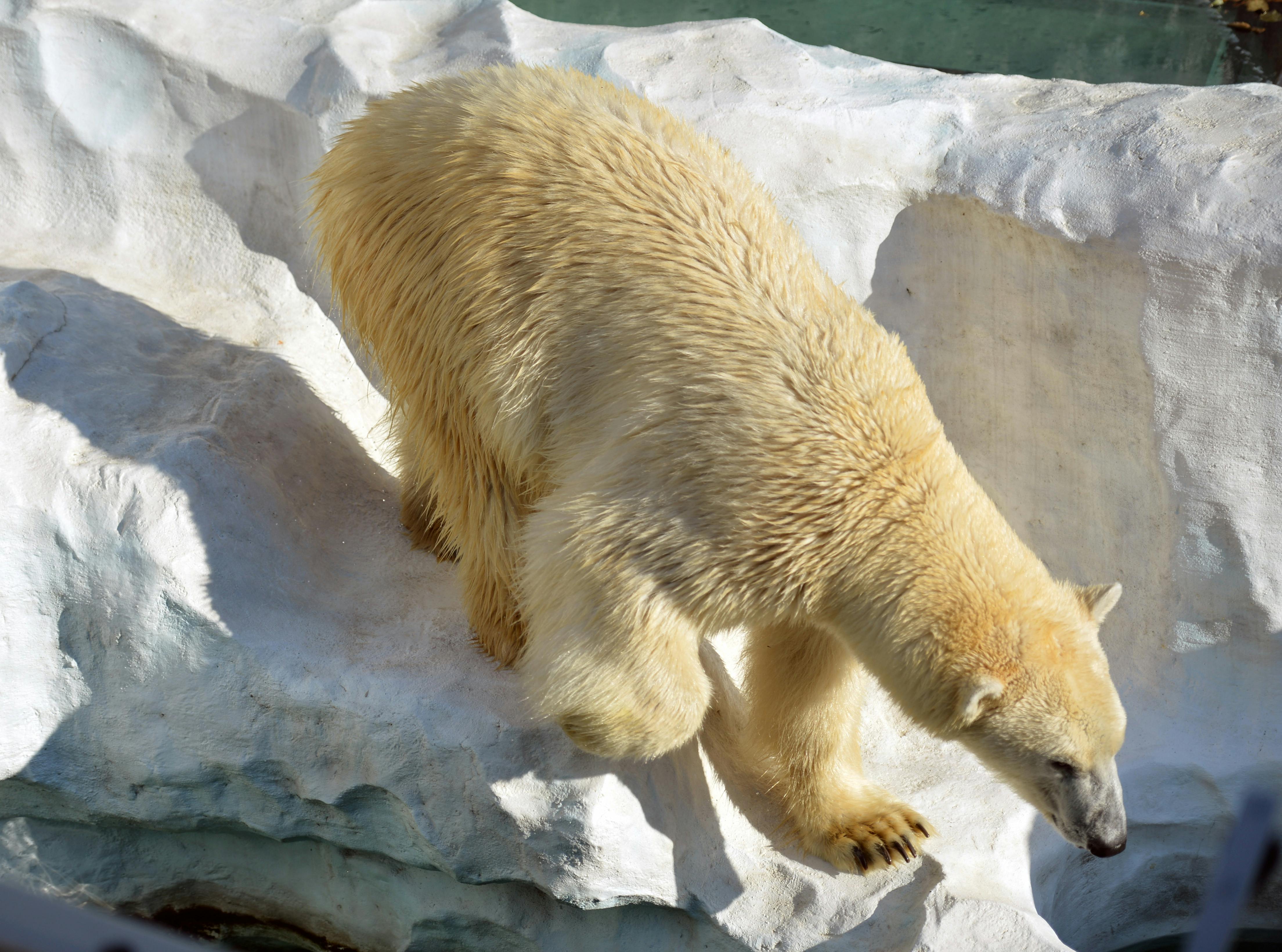 Noboribetsu Bear Park