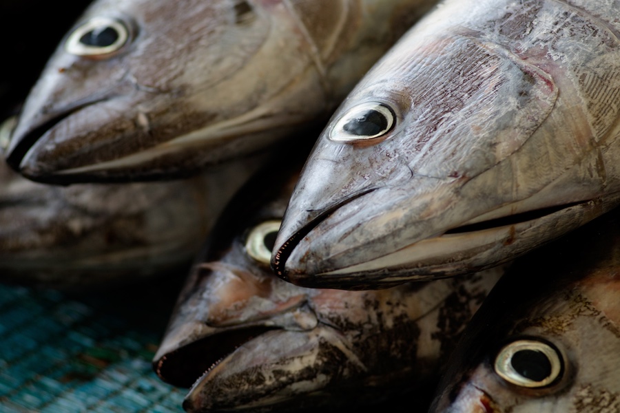 Odawara Fishing Port