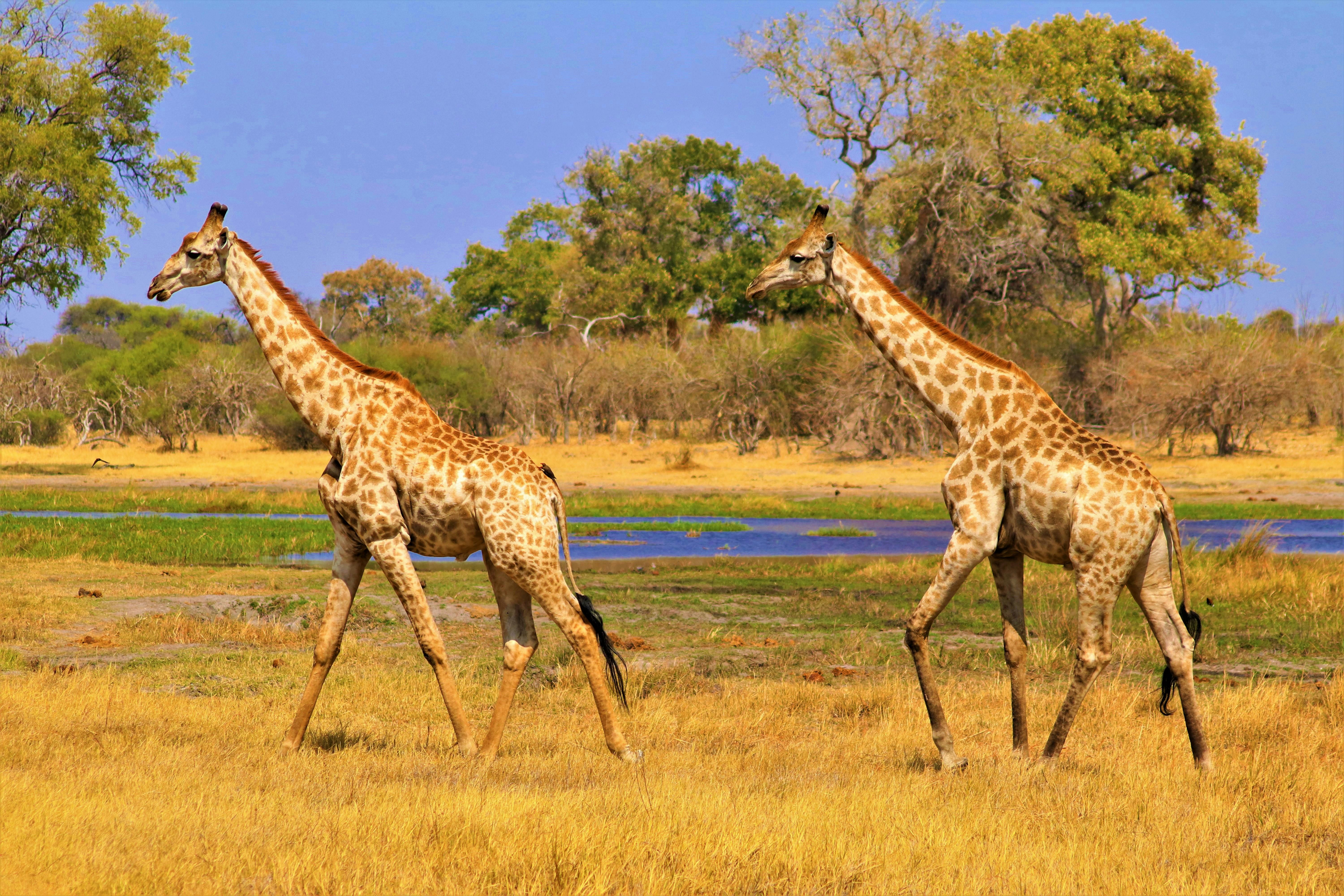 Okavango Delta Panhandle